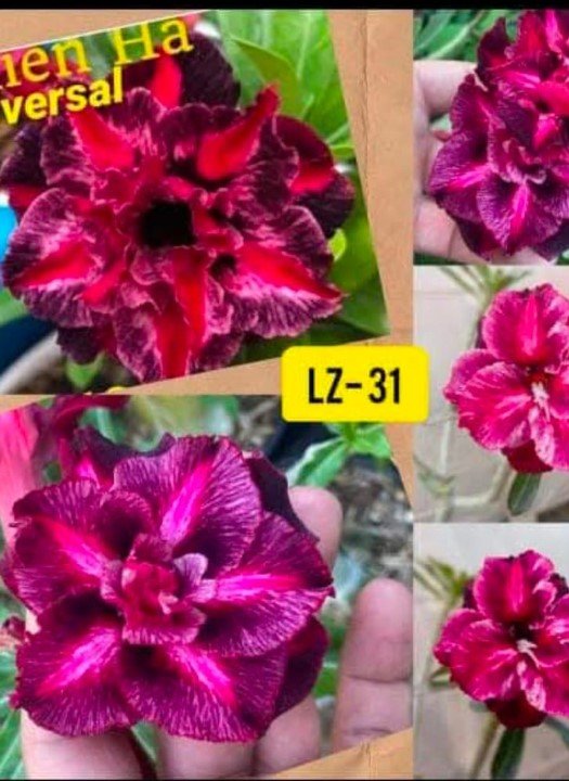 Adenium LZ-31