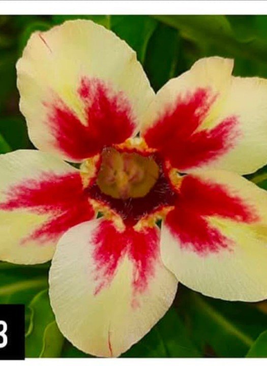 Adenium D73
