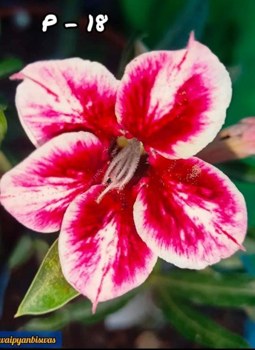 Adenium P-18