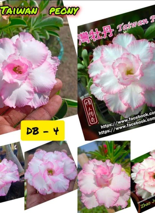 Taiwan Peony