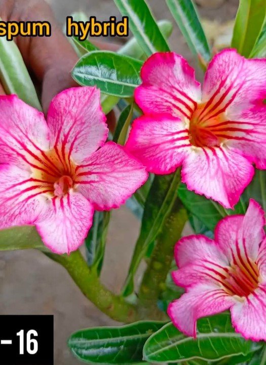 Crispum Hybrid