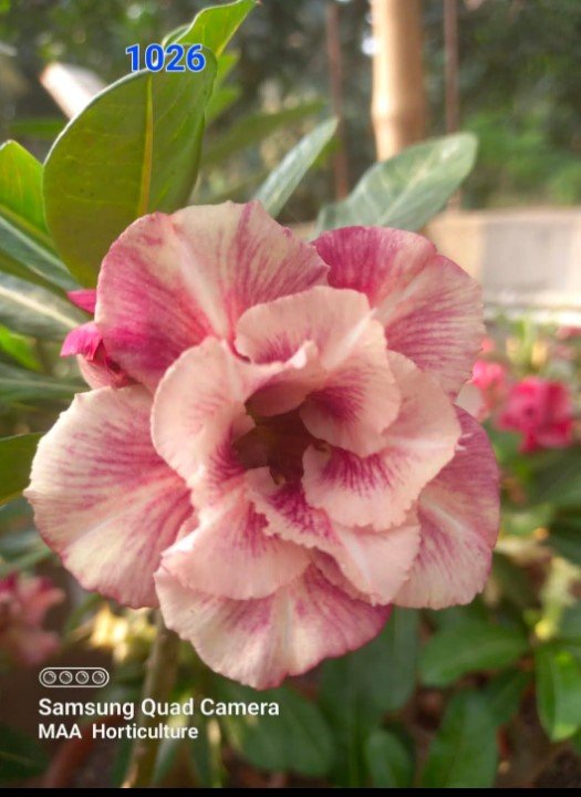 Adenium 1026