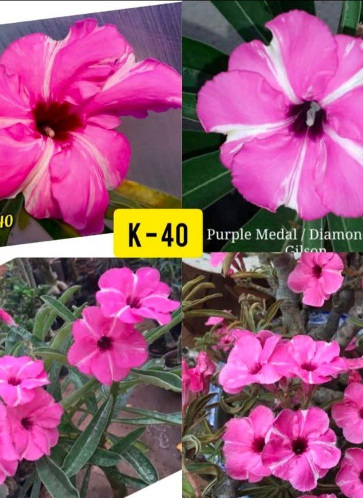 Purple Medal