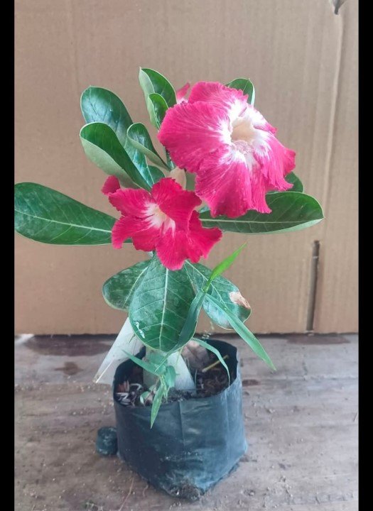 Adenium 11