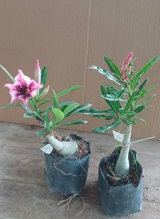 Adenium 12
