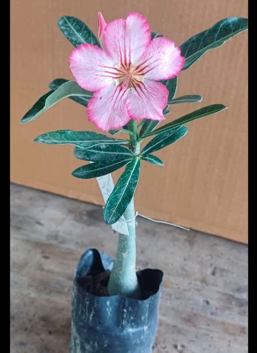 Adenium 13