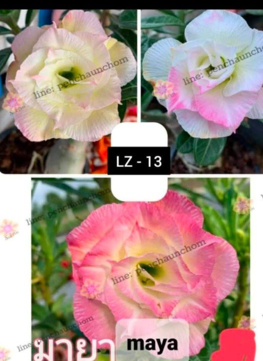 Adenium LZ-13
