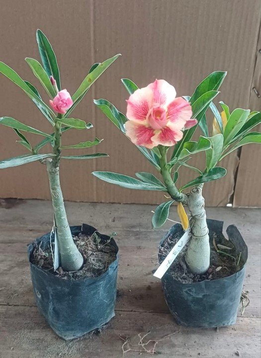 Adenium A-38