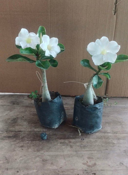 Adenium 14