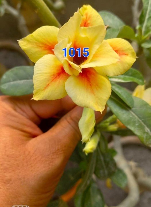 Adenium 1015