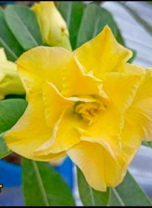 Adenium K-45