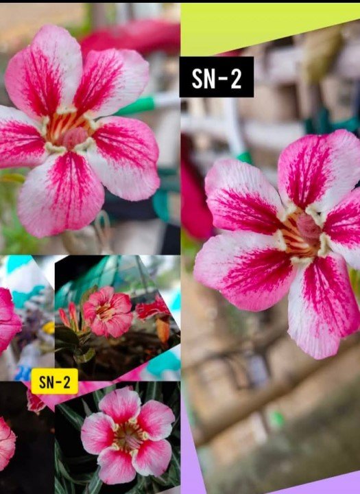 Adenium SN-2