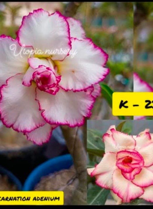 Carnation Adenium