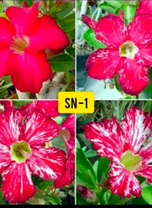 Adenium SN-1