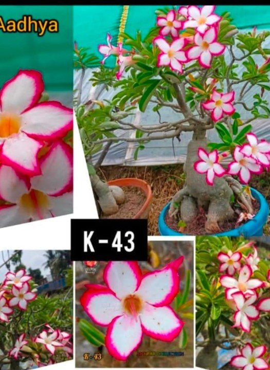 Aadhya K-43