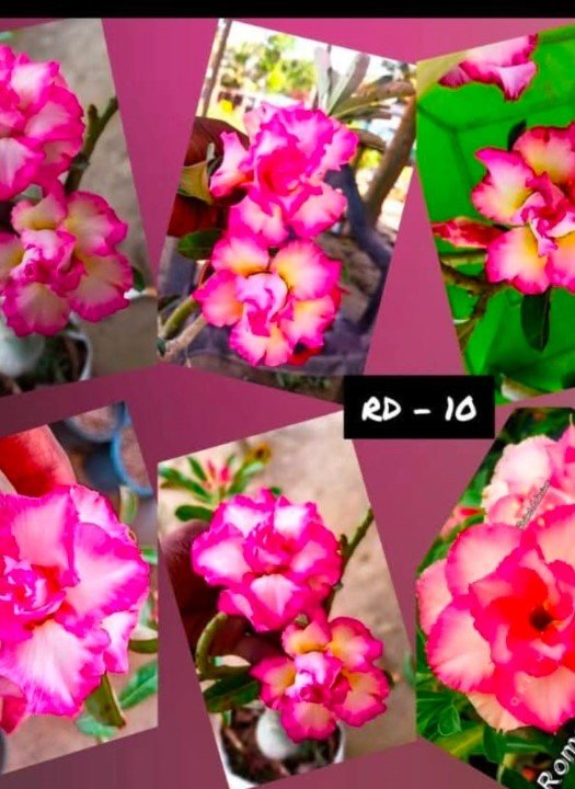 Adenium RD-10