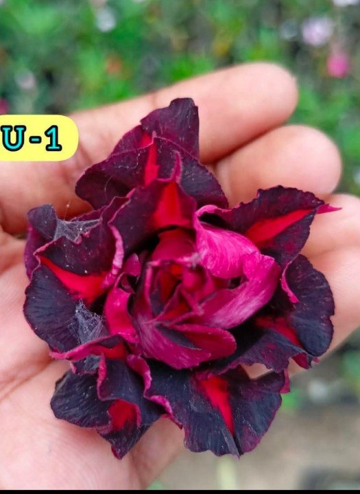 Adenium U-1