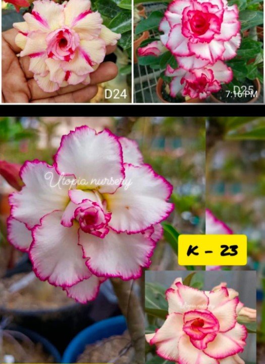 Adenium K-23