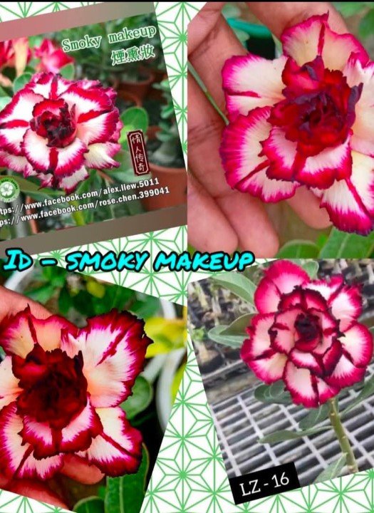 Smoky makeup LZ-16
