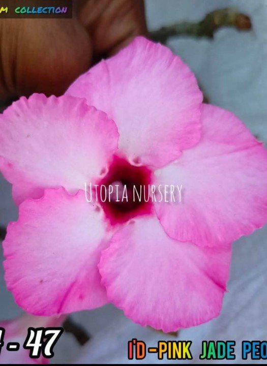Pink Zade Peony A-47