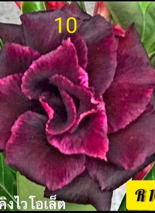 Adenium R-10
