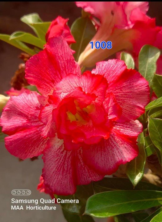 Adenium 1008