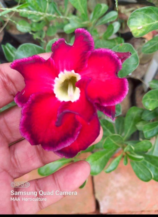 Adenium A-29