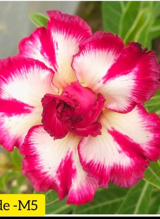 Adenium M-5