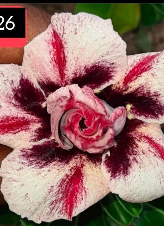 Adenium K-26