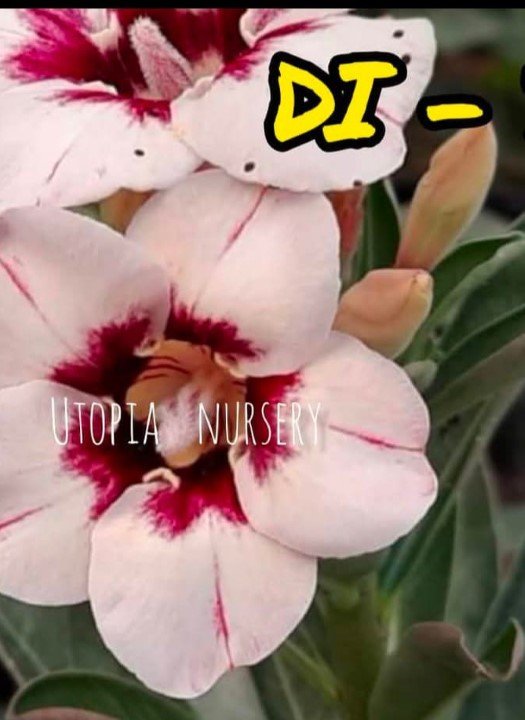 Adenium DI-3
