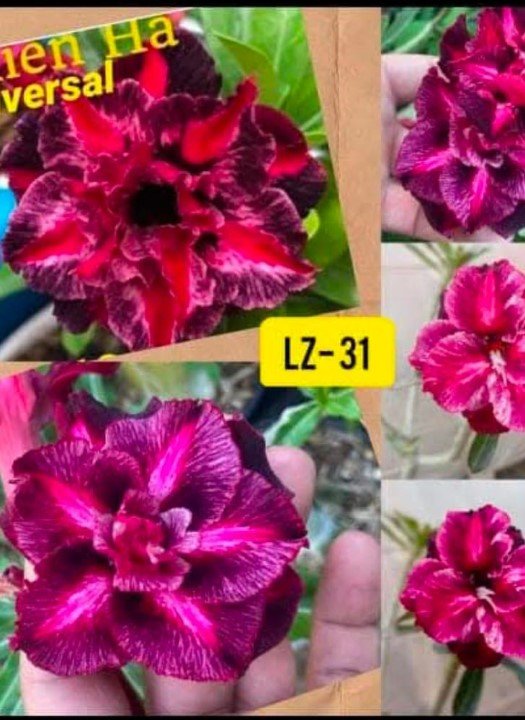 Adenium LZ-31