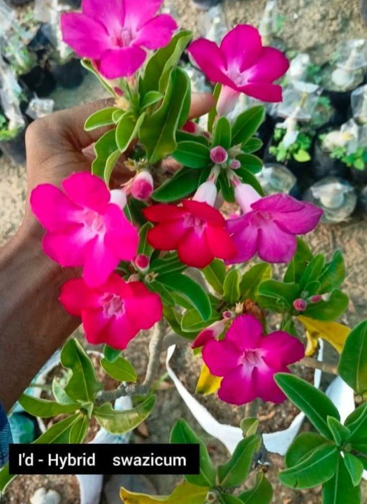 Hybrid Swazicum SP-5