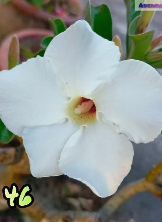 Adenium A-46