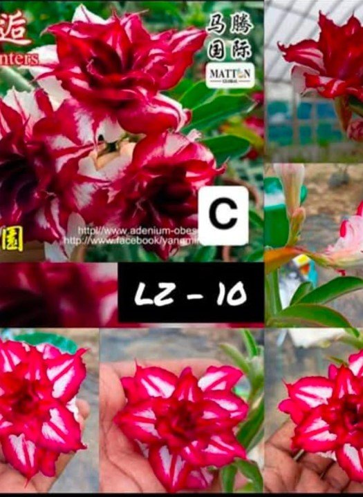 Adenium LZ-10