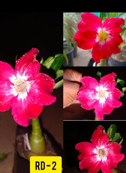 Adenium RD-2