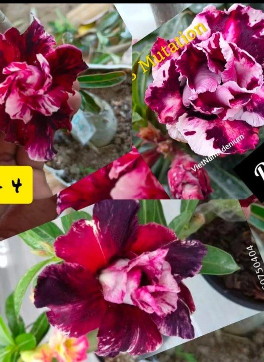 Adenium D-4