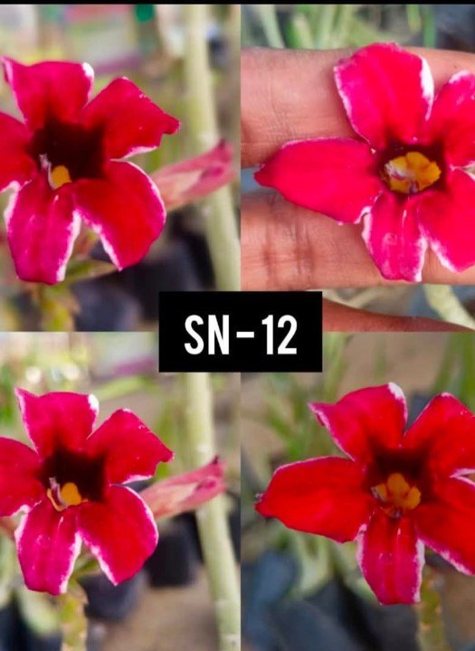 Adenium SN-12
