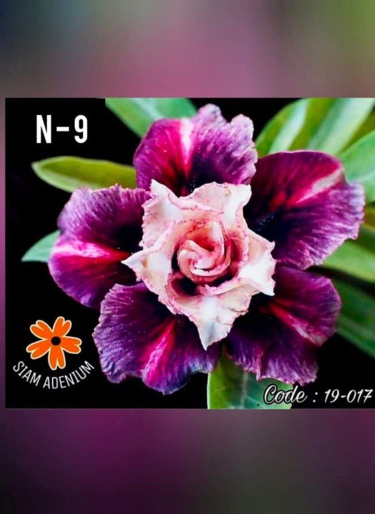 Adenium N-9