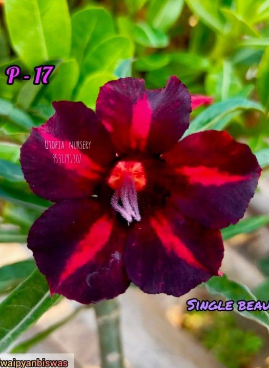 Single Beauty P-17