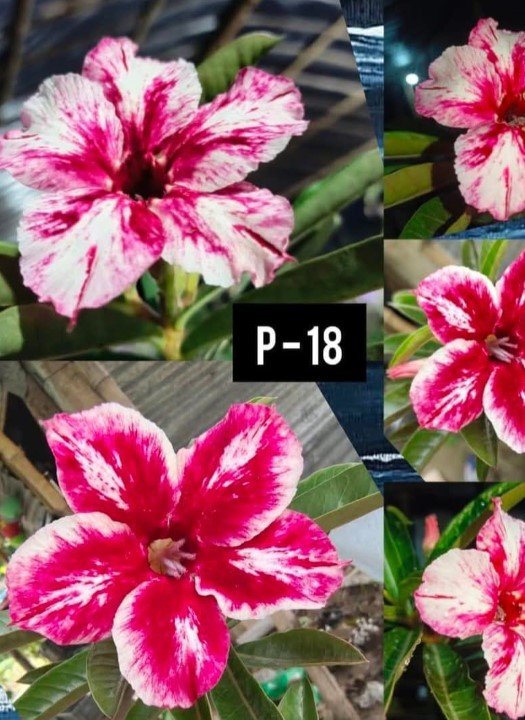 Adenium P-18