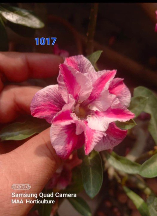 Adenium 1017